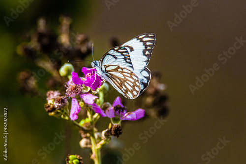 white butterfly on a flower © AlexTow
