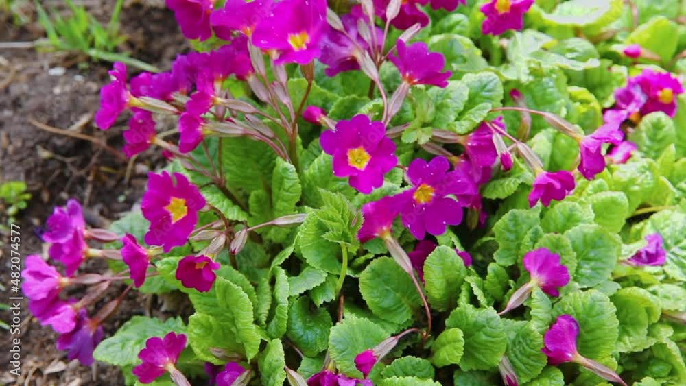Easter concept. Primrose Primula with pink purple flowers in flowerbed in spring time. Inspirational natural floral spring or summer blooming garden or park. Hello spring Easter concept. Primrose Primula with pink purple flowers in flowerbed in spring time. Inspirational natural floral spring or summer blooming garden or park. Hello spring