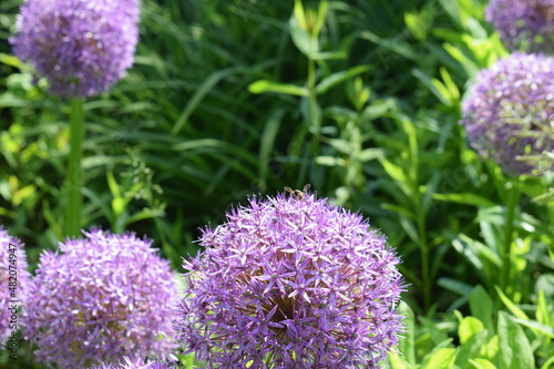 Hiding Bee-Flower in Austria