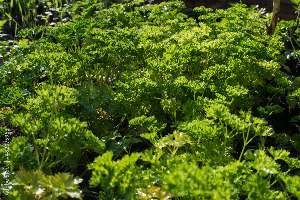 curly parsley in the garden on a sunny day is a special kind of fragrant seasoning, bright green background