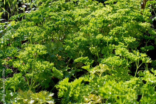 curly parsley in the garden on a sunny day is a special kind of fragrant seasoning  bright green background
