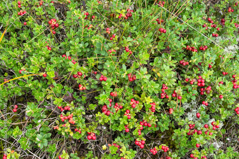 luxurious branches of cranberries in the forest on the moss - like a carpet