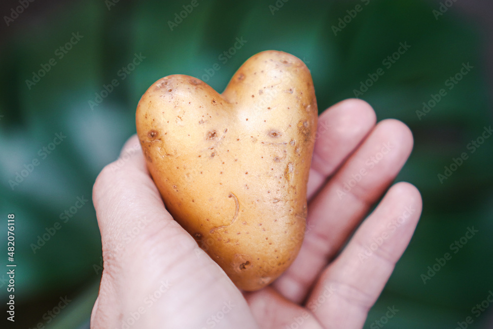 holding an organic heart shaped raw potato in hand with a natural background holding an organic heart shaped raw potato in hand with a natural background