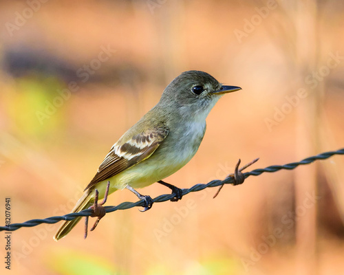 Foto Eastern Wood-Pewee on a Barbed-Wire Fence