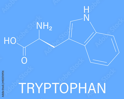 Tryptophan or l-tryptophan, Trp, W  amino acid molecule. Skeletal formula. photo