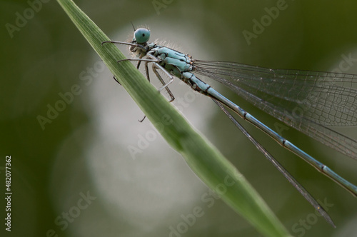 Bild auf Leinwand Azurjungfer, Schlanklibelle (Coenagrionidae)