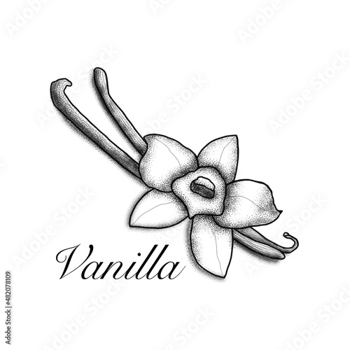  Vanilla monochrome illustration. Healthy spice cooking ingredient ingredients.