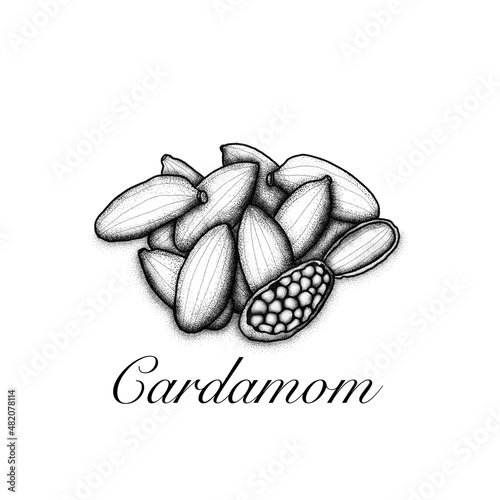 Cardamom monochrome illustration. Healthy spice cooking ingredient.