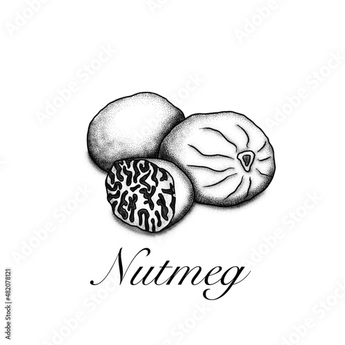 Nutmeg monochrome illustration. Healthy spice cooking ingredient.