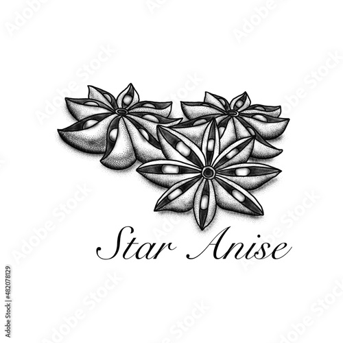 Star anise monochrome illustration. Healthy spice cooking ingredient. 