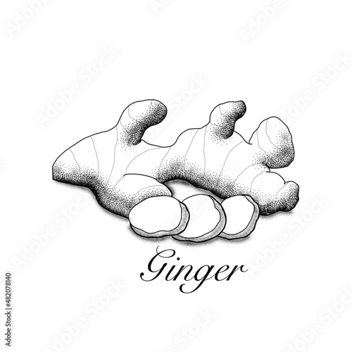 Ginger illustration. Healthy spice cooking ingredients.