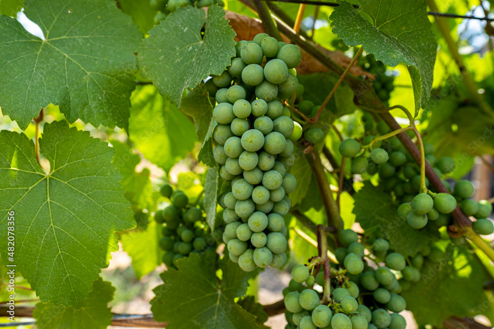 Grapes on the vine for making wine Grapes on the vine for making wine