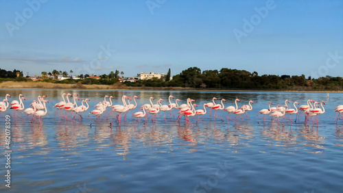 Pink flamingos on a natural lake in Cyprus. A flock of beautiful birds in the wild.