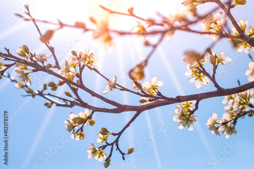 Blooming sakura branch illuminated by the rays of the bright spring sun. Beautiful seasonal background, wallpaper