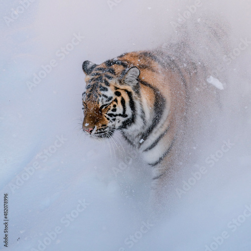 siberian tiger in the water