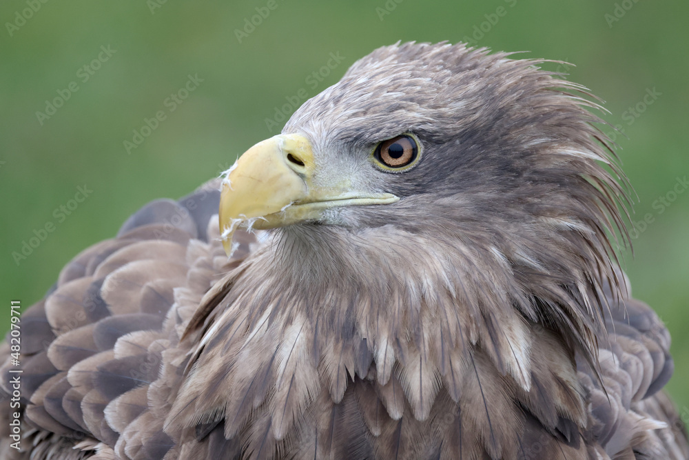 closeup of white-tailed eagle (Haliaeetus albicilla) in wild nature closeup of white-tailed eagle (Haliaeetus albicilla) in wild nature