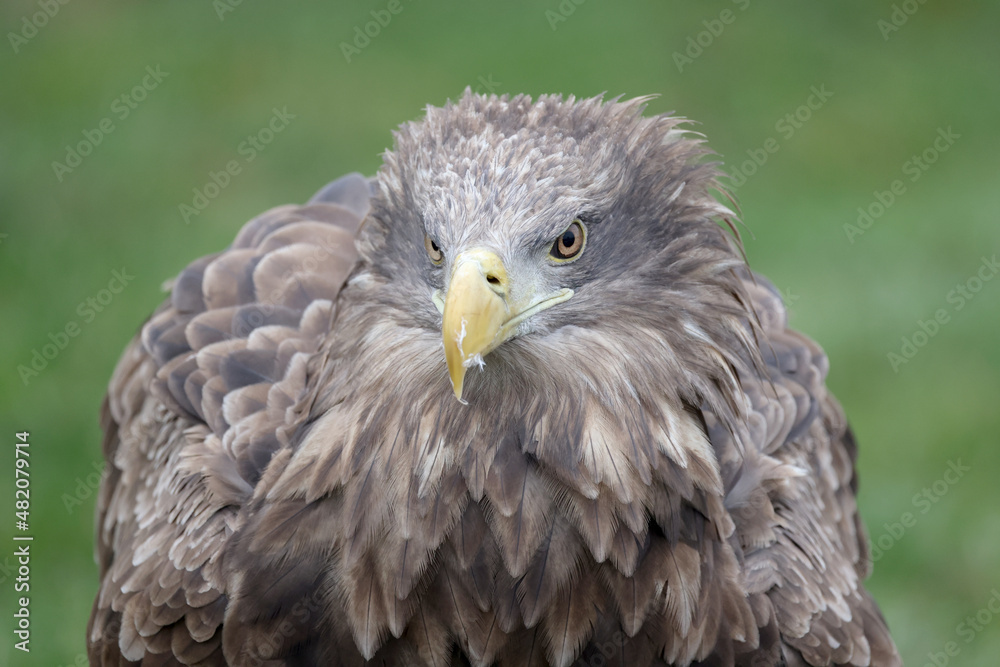 closeup of white-tailed eagle (Haliaeetus albicilla) in wild nature closeup of white-tailed eagle (Haliaeetus albicilla) in wild nature