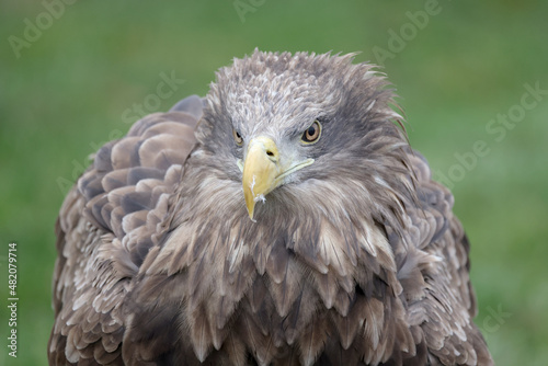 closeup of white-tailed eagle  Haliaeetus albicilla  in wild nature