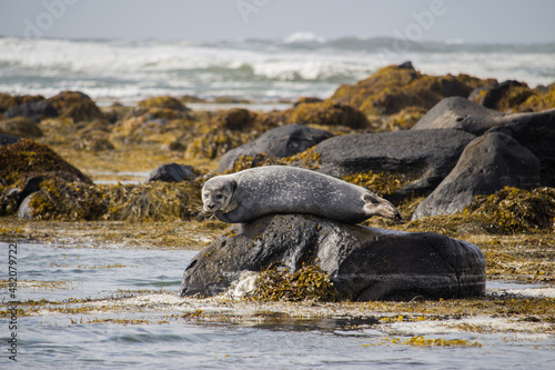 Seal on rock © Tim