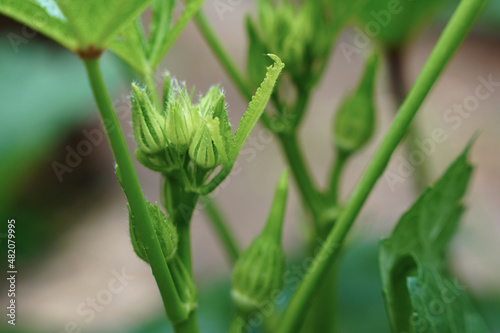 Okra