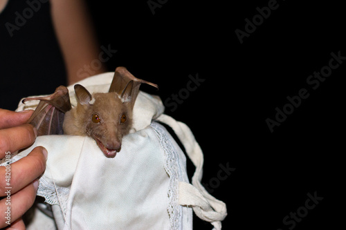 Wildlife research