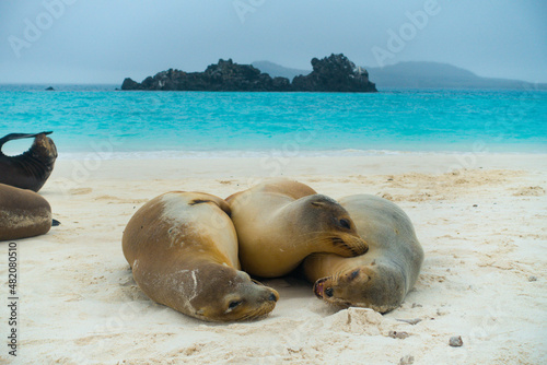 Three sea lions playing an relaxing at a beach at Floreana on the Galapagos Islands, Ecuador photo