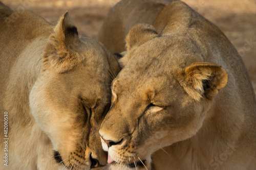 Lion love