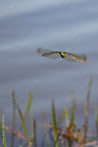Dragonfly hovering over pond