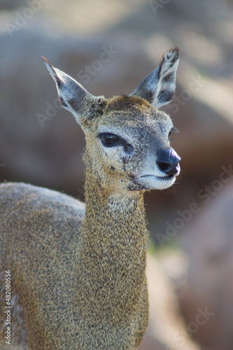Antelope in Africa