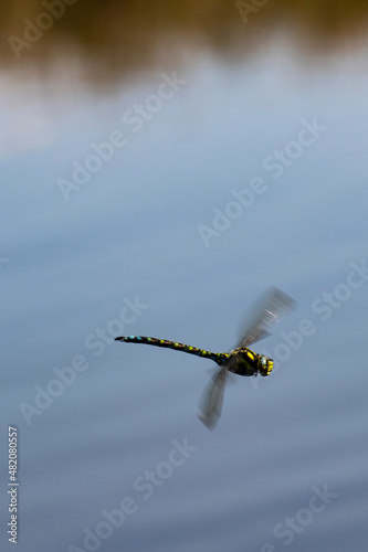 Dragonfly hovering over pond
