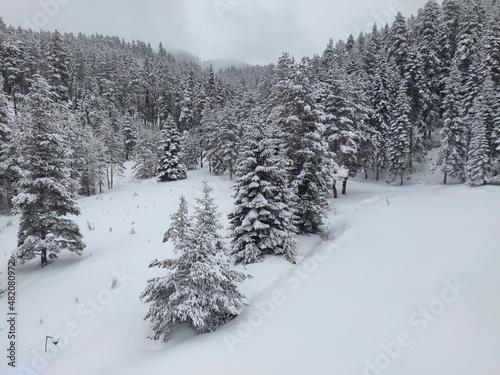kar ılgaz türkiye yıldıztepe teleferik tree ağaç çam snow winter pine tree
