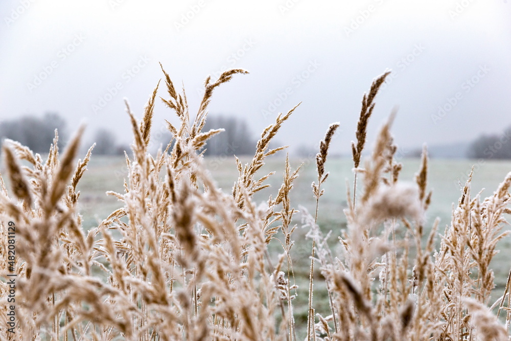 Fototapeta premium Snow and frost on the plants. Ice grass.