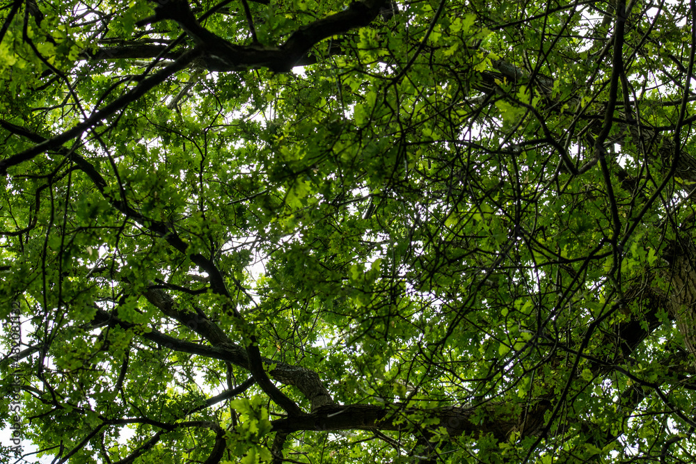Fototapeta premium Summer tree canopy