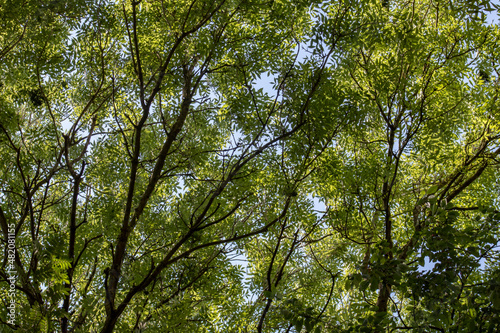 Summer tree canopy