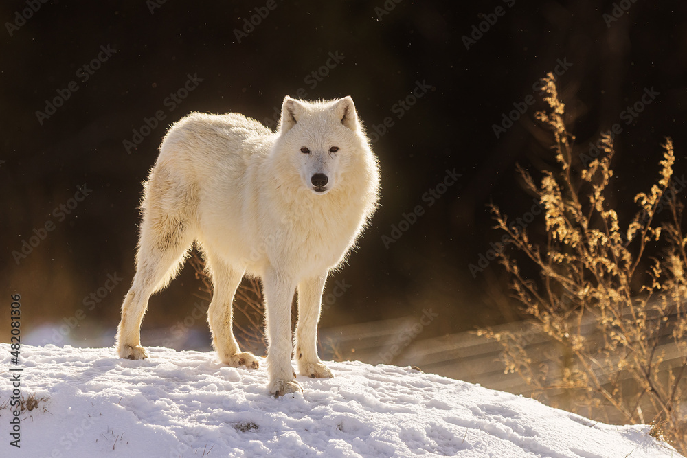 male Arctic wolf (Canis lupus arctos) he's very curious and the sun is shining in his back