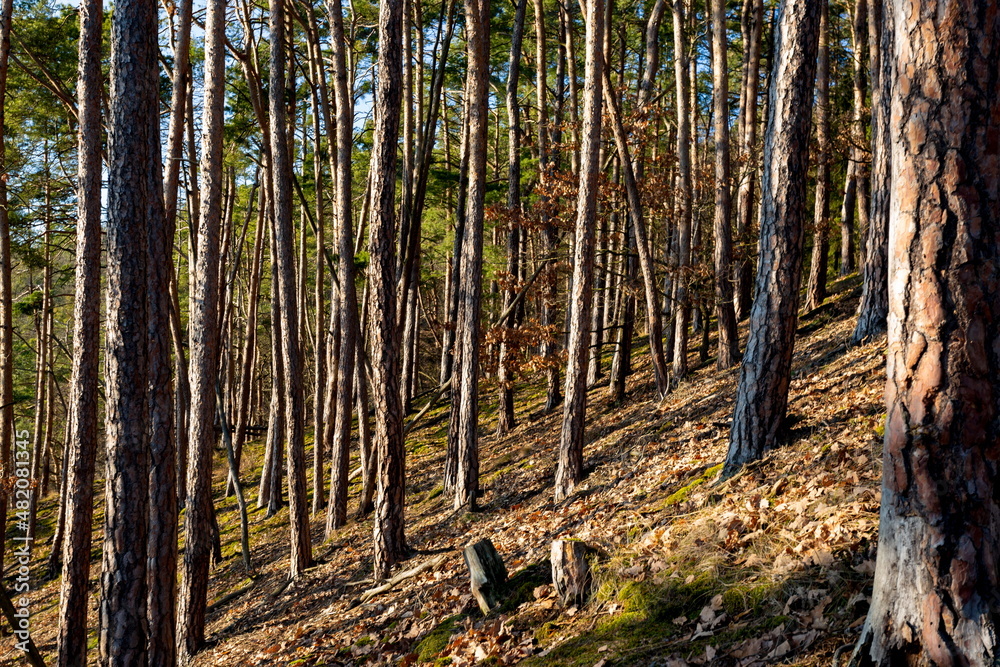 Obraz premium Sunny forest with pine and spruce tree.