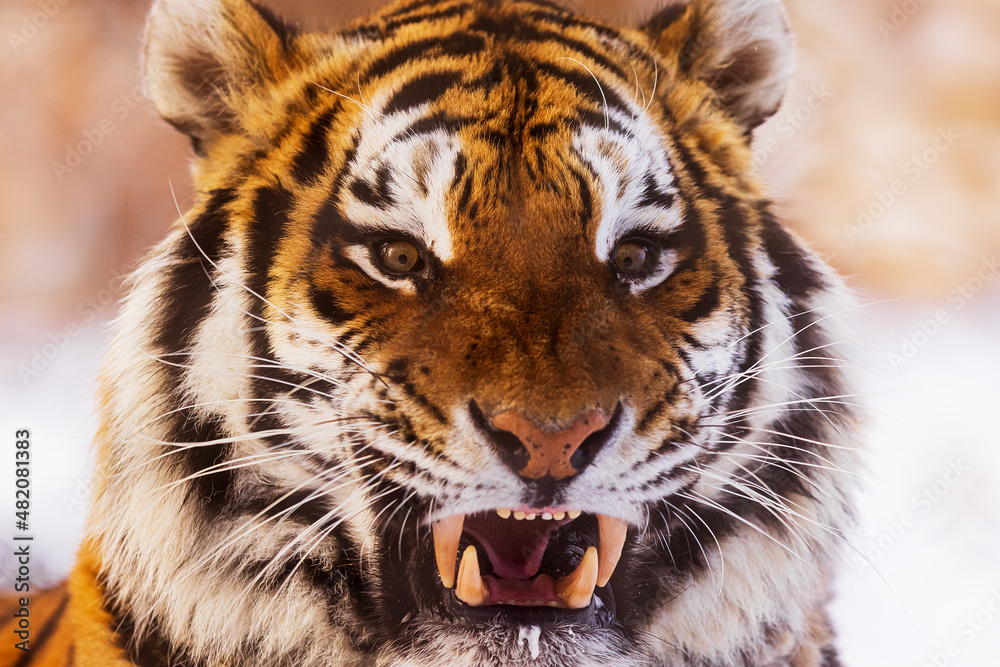 Naklejka premium male Siberian tiger (Panthera tigris tigris) very close, gritting his teeth and looking angry