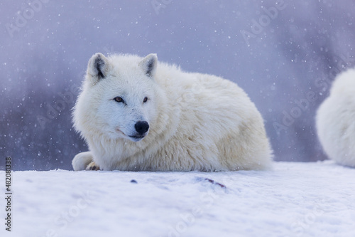 male Arctic wolf (Canis lupus arctos) lies in the snow and the snow falls on him
