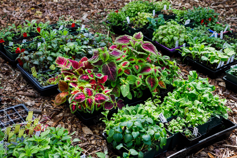 Trays of plant and flower seedlings started indoors outside in the process of hardening off in spring in a home garden. Collection includes a variety of annuals and perennials. Trays of plant and flower seedlings started indoors outside in the process of hardening off in spring in a home garden. Collection includes a variety of annuals and perennials.