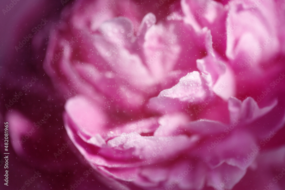 Close-up of delicate pink flower petals of peony with water drops, sensuality and femininity concept Close-up of delicate pink flower petals of peony with water drops, sensuality and femininity concept