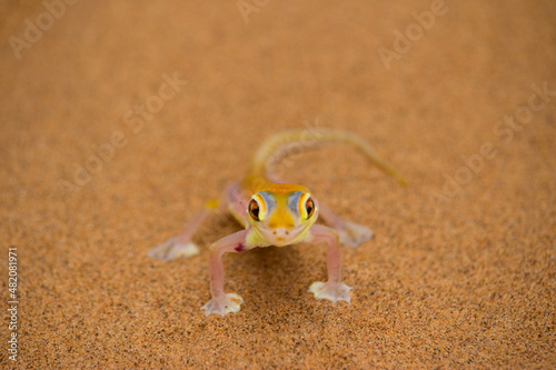 Gecko in desert