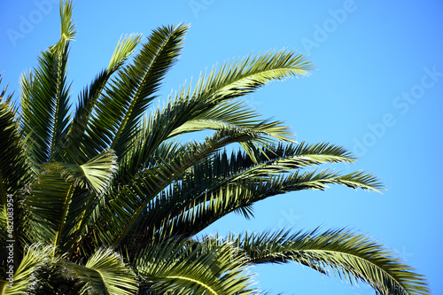 Long and prickly green palm branches on a background of blue sky
