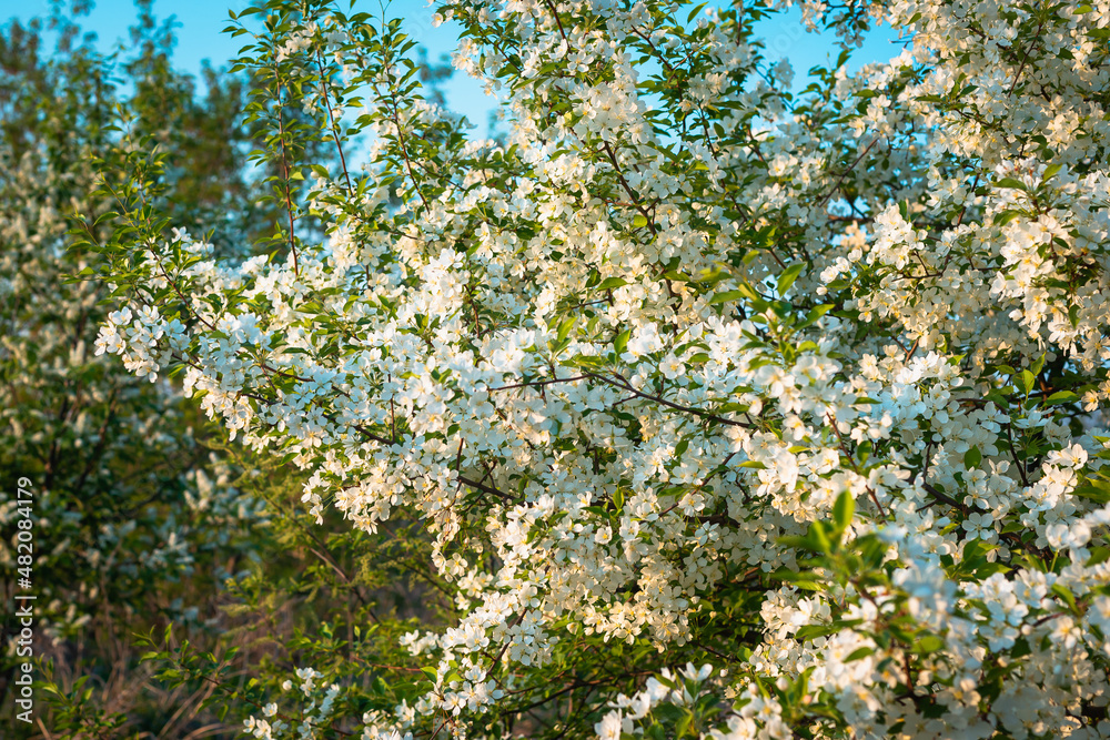 Blooming apple tree with white flowers. Blooming apple tree with white flowers.