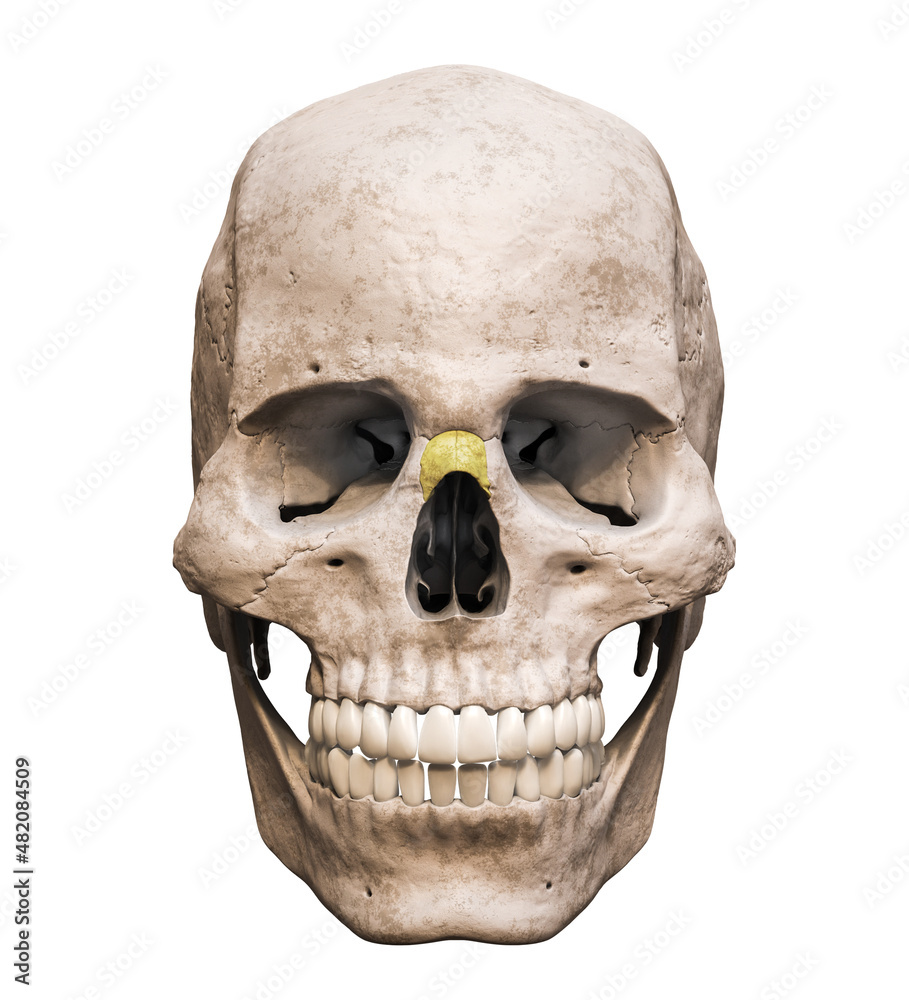 Obraz premium Anatomically accurate human male skull with colorized nose bone anterior or front view isolated on white background with copy space 3D rendering illustration. Blank anatomical and medical chart.