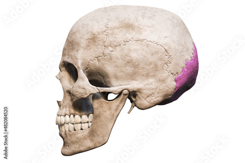 Anatomically accurate human male skull with colorized occipital bone lateral or profile view isolated on white background with copy space 3D rendering illustration. Blank anatomical and medical chart. photo