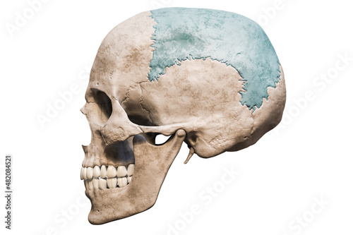 Anatomically accurate human male skull with colorized parietal bone lateral or profile view isolated on white background with copy space 3D rendering illustration. Blank anatomical and medical chart. photo