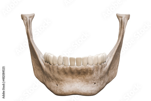 Human mandible or jaw bone with teeth anterior or front view anatomically accurate isolated on white background 3D rendering illustration. Anatomy, medicine, biology, science concept.