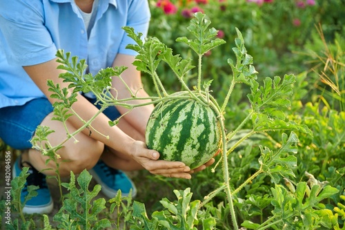 Woman gardener with watermelon berry in her hands, on watermelon garden