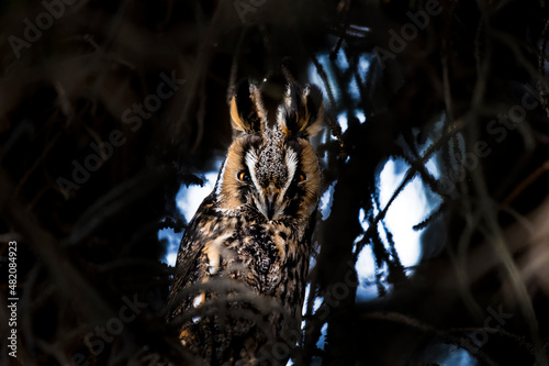 Portrait of an eared owl on a branch in the forest