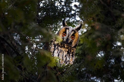 Portrait of an eared owl on a branch in the forest